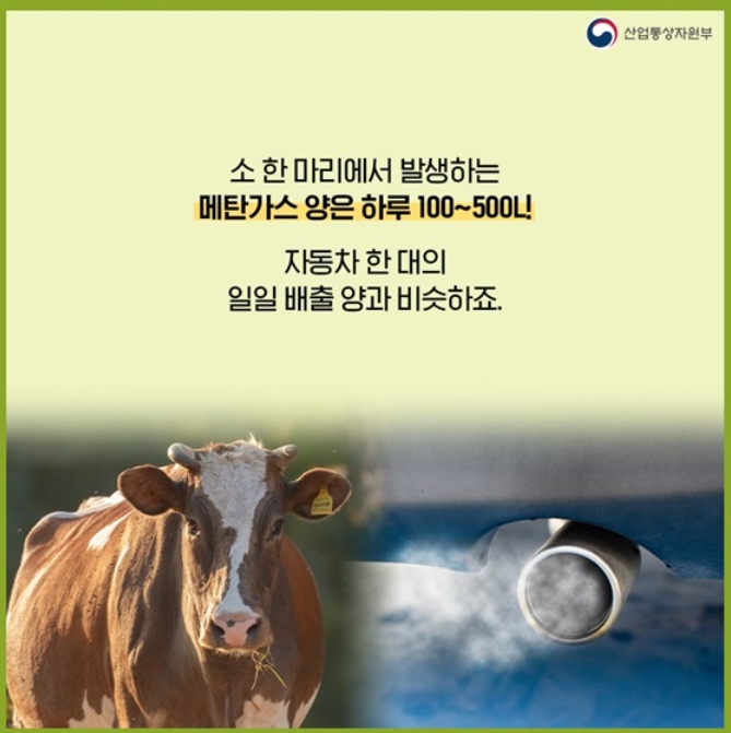 방귀세 - 덴마크에서 세계 최초로 가축에 대한 탄소세 도입! 3 방귀세 - 덴마크에서 세계 최초로 가축에 대한 탄소세 도입!